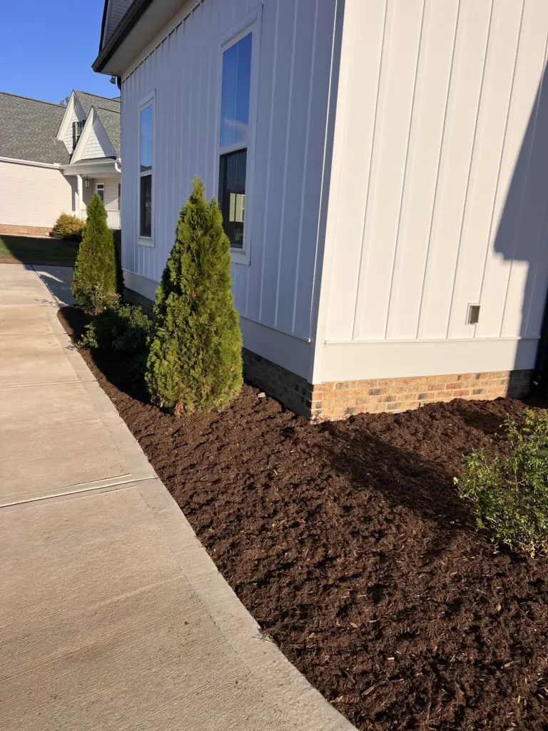 Freshly mulched foundation bed with arborvitae along a concrete sidewalk at a white house.