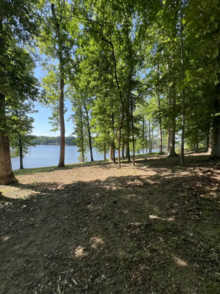 Wooded lakeshore with mature trees and cleared underbrush, lake visible through the trees.