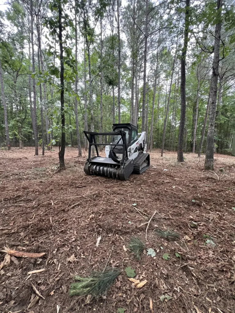 Skid steer with drum mulcher parked on freshly mulched pine forest floor.