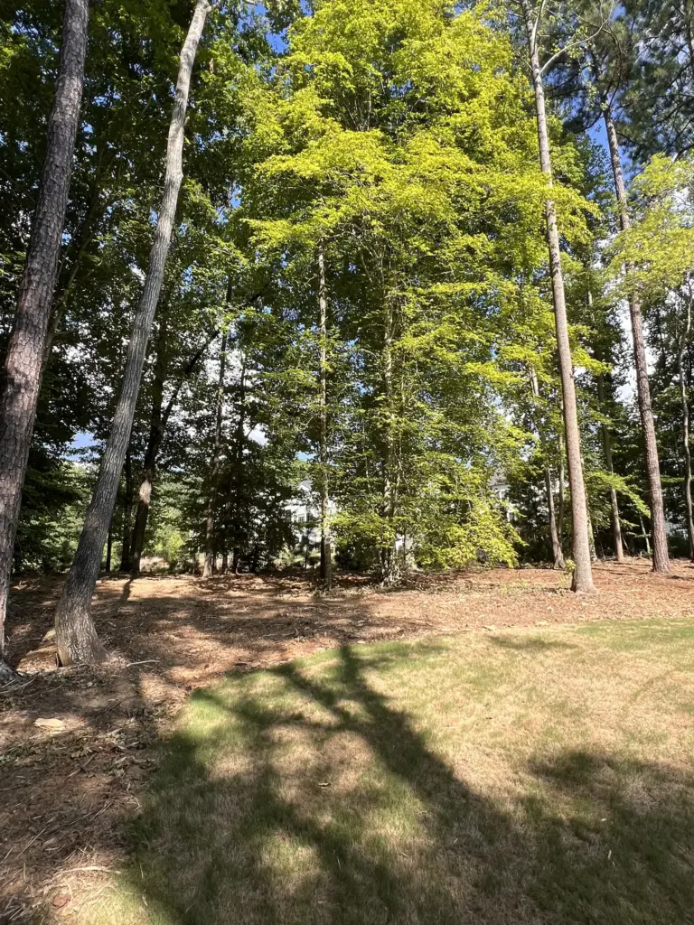 Thinned tree line with mulched ground bordering a residential lawn under afternoon sun.
