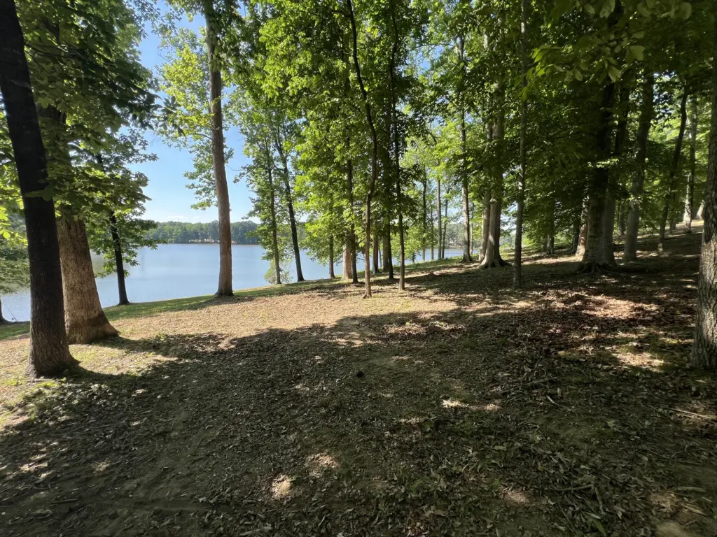 Shaded lakeside woods with mature trees and cleared ground facing the water.