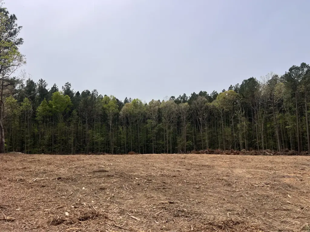 Wide view of a freshly cleared lot with wood chips facing a tall tree line.