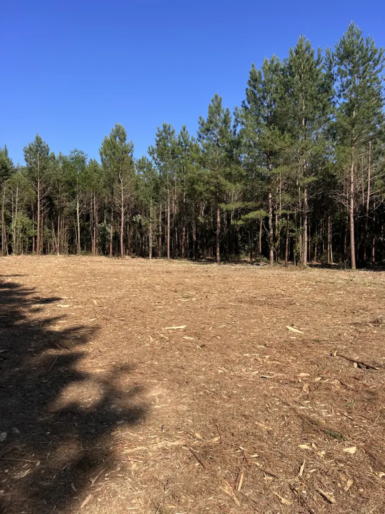 Wide view of a freshly mulched clearing beside a pine treeline under a clear blue sky near Gallatin, Tennessee.